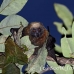 bat_fruit_fox_flying_ph_h_0256_fij1703.jpg
